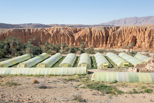 Greenhouses, Biskra province, Algeria, Africa