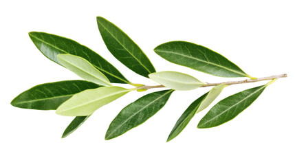 Olive leaf branch showcasing vibrant green leaves isolated on white background 