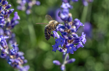 A bee is perched on vibrant purple flowers, collecting nectar in a lush garden setting. The blurred green background highlights the busy pollinator's activity among the blooms.