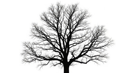 Obraz premium Striking silhouette of a bare tree against a white background