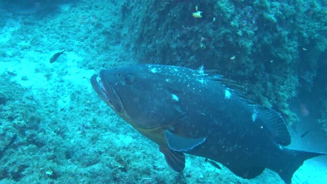 mero con 3 manchas blancas en el lomo