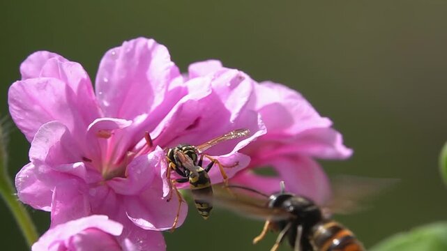 Hornet and bee wasp attack.. Rose flower