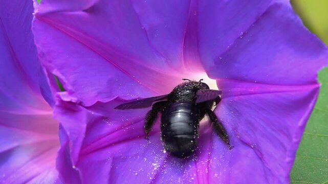 Bee, carpenter bee in purple morning-glory. funny flight. Closeup slow-motion