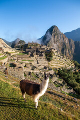 View of amazing Machu Picchu with llama in the front, Peru © Gabriel Borda
