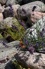 butterfly on lavender bushes