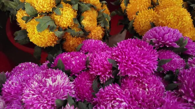 chrysanthemum flowers being harvested at a farm in Da Lat, Vietnam. The scene captures the beauty of floriculture and the hard work of farm workers. Perfect for projects on agriculture,travel