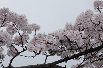 Sakura 