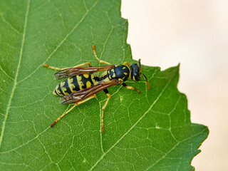 European Paper Wasp . Genus Polistes 
