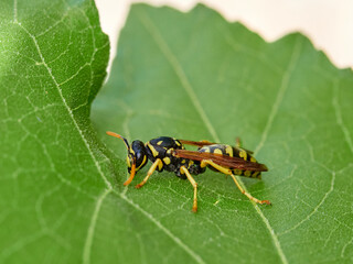 European Paper Wasp . Genus Polistes 
