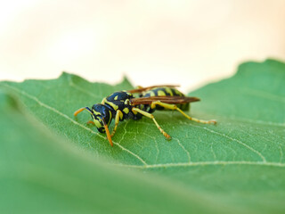 European Paper Wasp . Genus Polistes 
