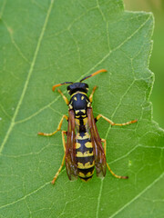 European Paper Wasp . Genus Polistes 
