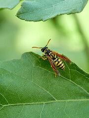 European Paper Wasp . Genus Polistes 
