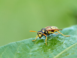European Paper Wasp . Genus Polistes 
