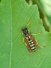 European Paper Wasp . Genus Polistes 
