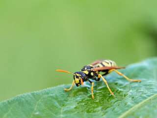 European Paper Wasp . Genus Polistes 
