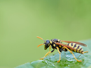 European Paper Wasp . Genus Polistes 
