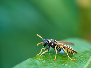 European Paper Wasp . Genus Polistes 
