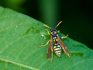 European Paper Wasp . Genus Polistes 
