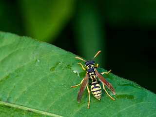 European Paper Wasp . Genus Polistes 
