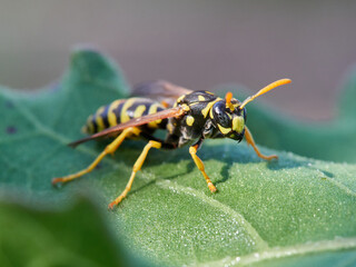European Paper Wasp . Genus Polistes 
