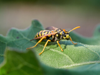 European Paper Wasp . Genus Polistes 
