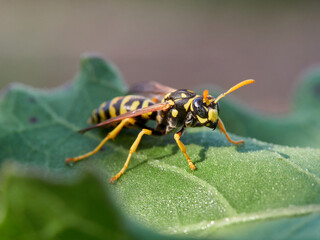 European Paper Wasp . Genus Polistes 
