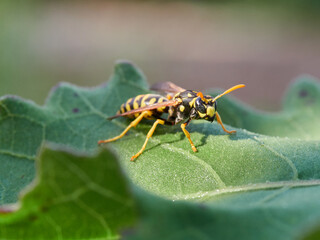 European Paper Wasp . Genus Polistes 
