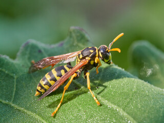 European Paper Wasp . Genus Polistes 
