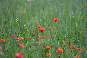 Coquelicots champs campagne