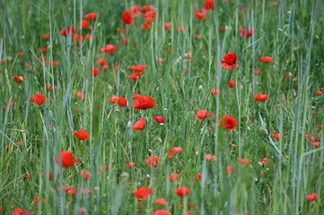 Fototapeta premium Coquelicots champs campagne