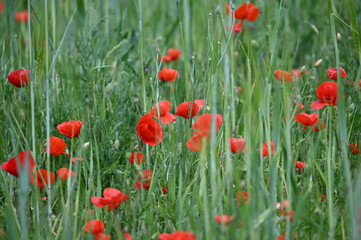 Coquelicots champs campagne