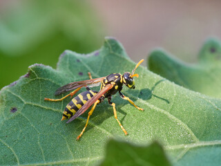 European Paper Wasp . Genus Polistes 
