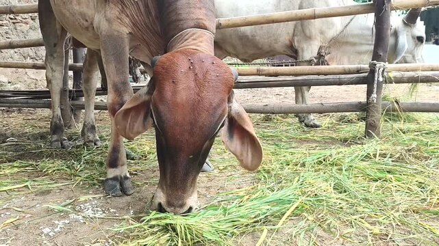 A Indian Native cow called Gir cow feeding on the fodder in a village