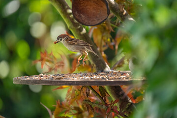 Little nightingale chicks sitting on a feeding board 2025