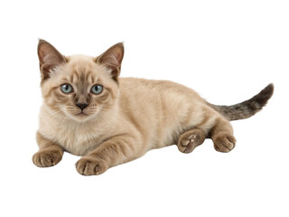 Obraz premium Cute cat kitten lying down looking at camera pet animal feline domestic adorable kitten breed cat on transparent background
