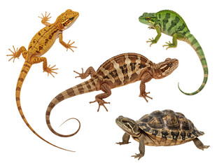 Naklejka premium a collection of lizards and a turtle on transparent background stock photo 