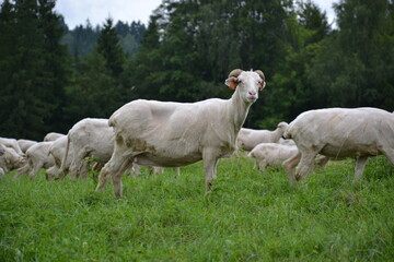 Obraz premium Tatras herd of sheep grazing in a mountain field. White sheep on green meadow