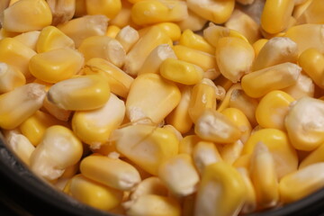 Sweet Corn : Corn kernels are small maize fruits containing a hard shell, dense starch-filled endosperm, and embryo germ essential for growth