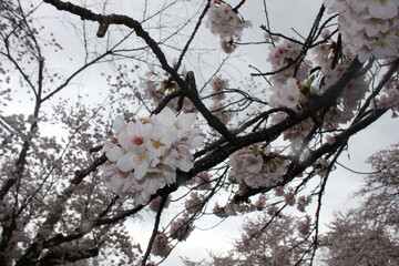 Sakura 