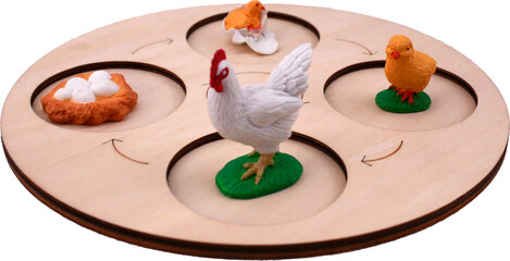 Chicken life cycle on transparent background