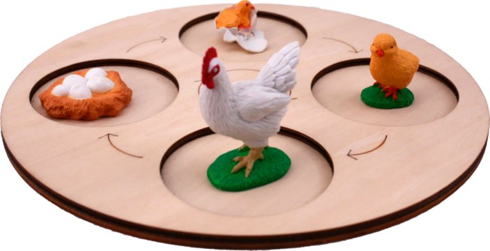 Chicken life cycle on transparent background