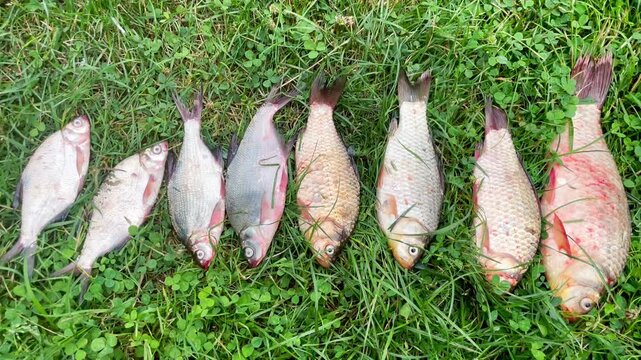 Fisherman's catch on the grass. Crucian carp