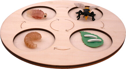 Bee life cycle on transparent background