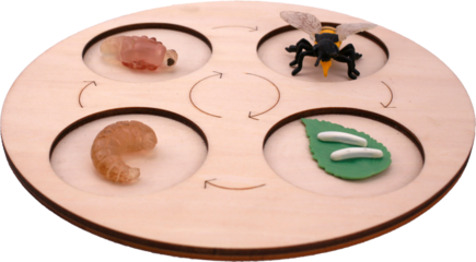 Bee life cycle on transparent background