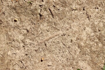 A close view of the hard ground dirt surface.