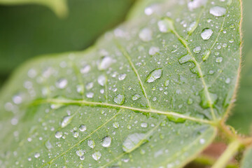 夏の朝　雨上がりに雫が光る葉っぱ02