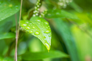 夏の朝　雨上がりに雫が光る葉っぱ08