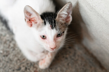Frail white grey kitten resting on floor, displaying eye infection symptoms, requiring immediate veterinary intervention and medical support