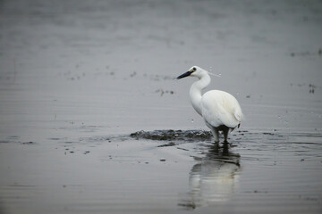 Little Egret Expelling Water After Strike