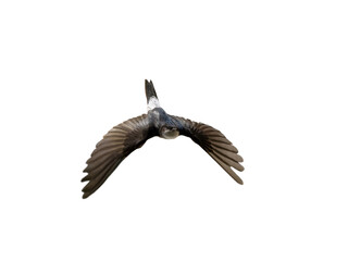 bird swift in flight from aileron on white background